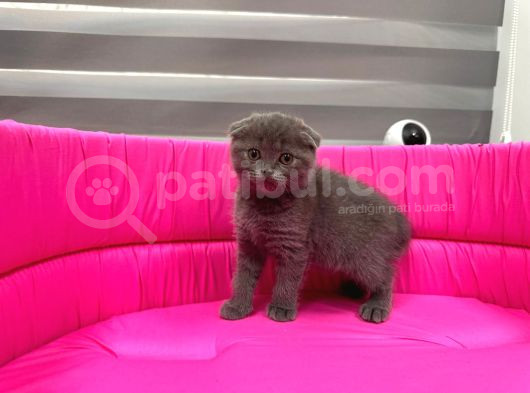 Scotti̇sh Fold Yavrumuz görsel