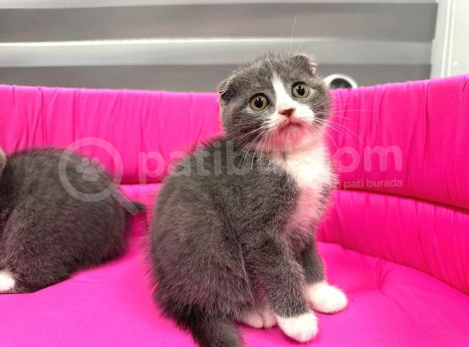 Scotti̇sh Fold Sifir Kulak Bi̇color Özel Yavrularimiz