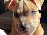 Yavru Pocket Bully Erkek