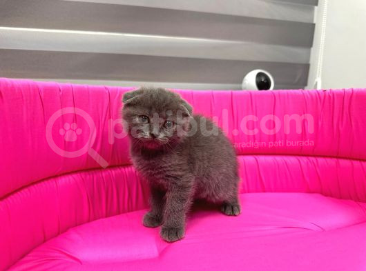 Scotti̇sh Fold Yavrumuz