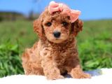 Kahve tonlu mini boy puppy sevimli yavrular MALTİPO CİNSİ