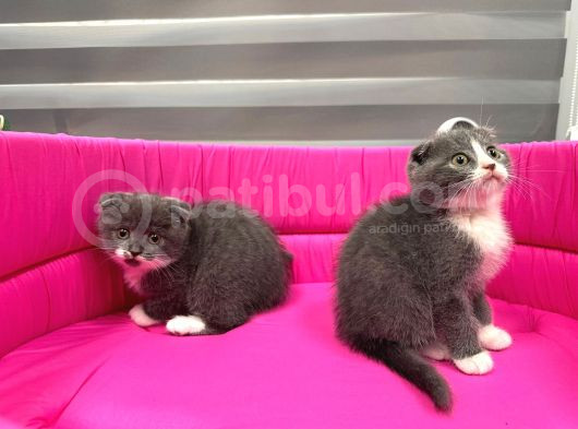 Scotti̇sh Fold Sifir Kulak Bi̇color Özel Yavrularimiz görsel