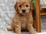 TEACUP 2 KG GARANTİSİ ALTINDA KIRMIZI RED TOOY POODLE