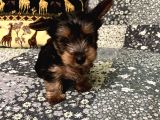 Çok Tatlı Mini 0 Numara Yorkshire Terrier Yavru Erkek