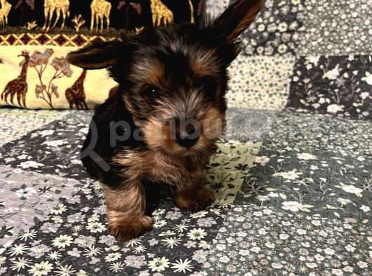 Çok Tatlı Mini 0 Numara Yorkshire Terrier Yavru Erkek görsel