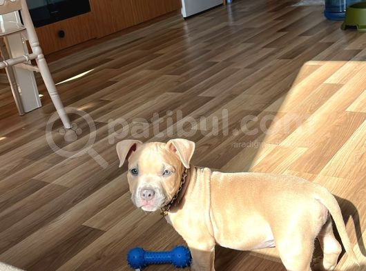 Yavru Pocket Bully Erkek görsel