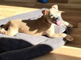 Yavru Pocket Bully Erkek