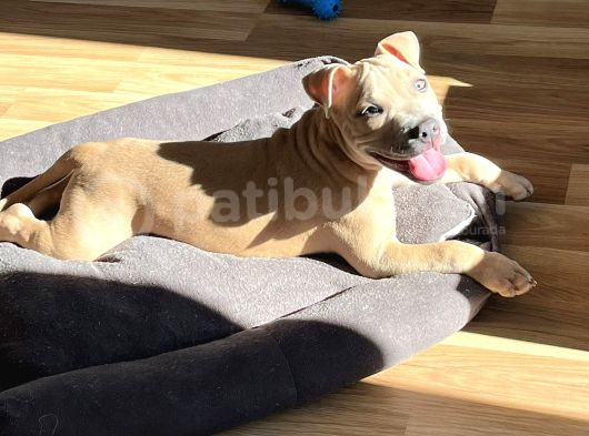 Yavru Pocket Bully Erkek görsel