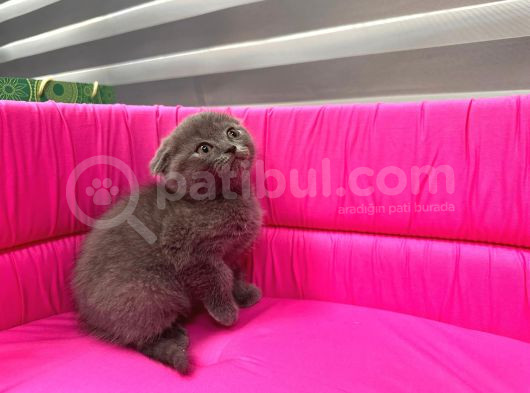 Scotti̇sh Fold Yavrumuz görsel