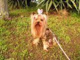 Çok Tatlı Mini 0 Numara Yorkshire Terrier Yavru Erkek