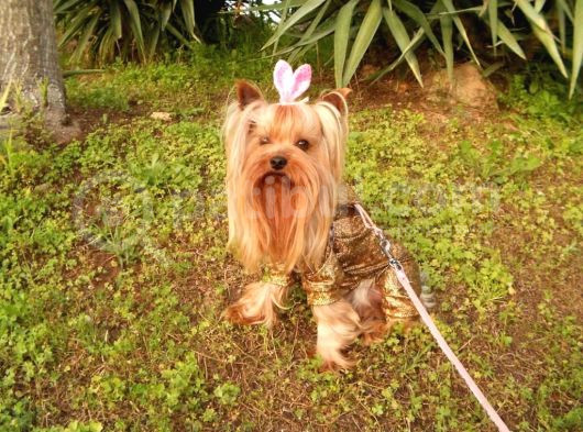 Çok Tatlı Mini 0 Numara Yorkshire Terrier Yavru Erkek görsel