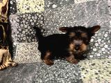 Çok Tatlı Mini 0 Numara Yorkshire Terrier Yavru Erkek