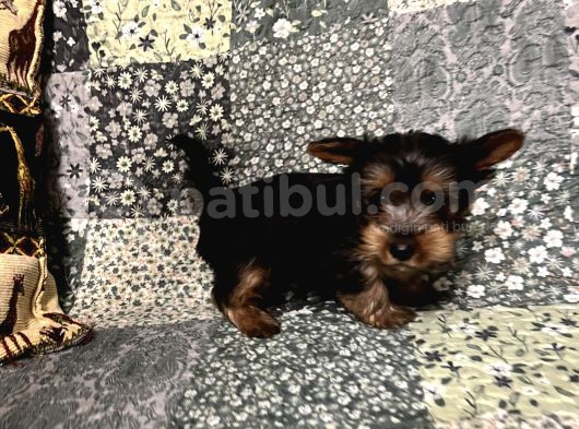 Çok Tatlı Mini 0 Numara Yorkshire Terrier Yavru Erkek görsel