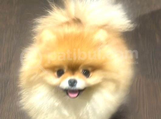 Pomeranian Boo Show Kalite Tcup görsel