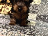 Çok Tatlı Mini 0 Numara Yorkshire Terrier Yavru Erkek