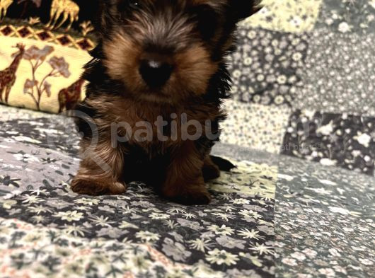 Çok Tatlı Mini 0 Numara Yorkshire Terrier Yavru Erkek görsel