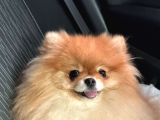 Pomeranian Boo Show Kalite Tcup