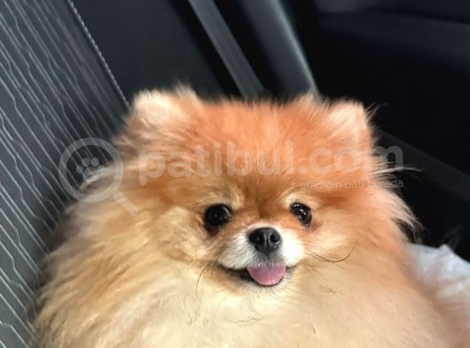 Pomeranian Boo Show Kalite Tcup görsel