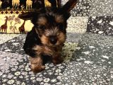 Çok tatlı mini 0 numara Yorkshire terrier yavru erkek