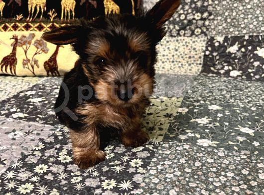 Çok Tatlı Mini 0 Numara Yorkshire Terrier Yavru Erkek