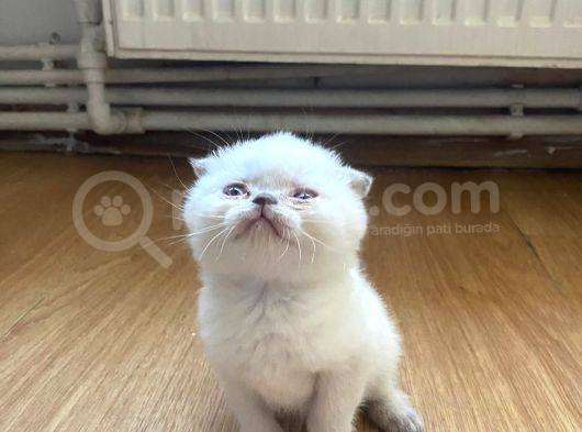 Yavrumuz Bir Buçuk Aylık 2 Aylık Olmak Üzere