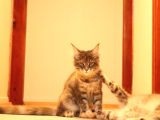 Secereli XXL safkan Maine Coon dişiler