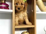 Kıvır Kıvır Orjinal Poodle Minişlerim
