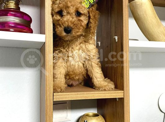 Kıvır Kıvır Orjinal Poodle Minişlerim görsel