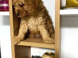 Kıvır Kıvır Orjinal Poodle Minişlerim