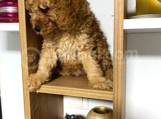 Kıvır Kıvır Orjinal Poodle Minişlerim görsel
