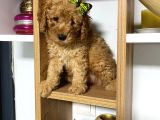 Kıvır Kıvır Orjinal Poodle Minişlerim