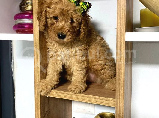 Kıvır Kıvır Orjinal Poodle Minişlerim