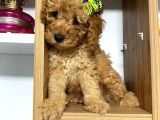 Kıvır Kıvır Orjinal Poodle Minişlerim