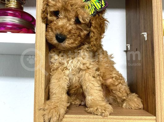 Kıvır Kıvır Orjinal Poodle Minişlerim görsel