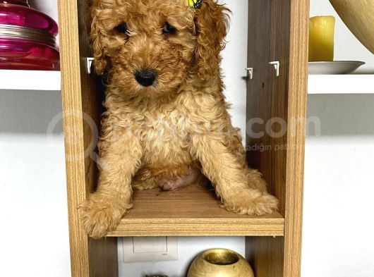 Kıvır Kıvır Orjinal Poodle Minişlerim görsel