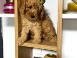 Kıvır Kıvır Orjinal Poodle Minişlerim