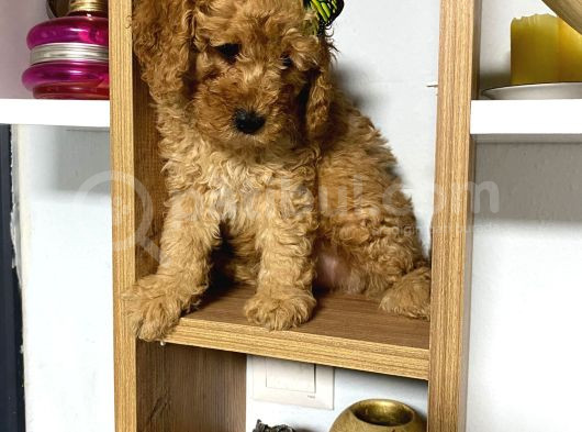 Kıvır Kıvır Orjinal Poodle Minişlerim görsel