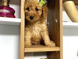 Kıvır Kıvır Orjinal Poodle Minişlerim