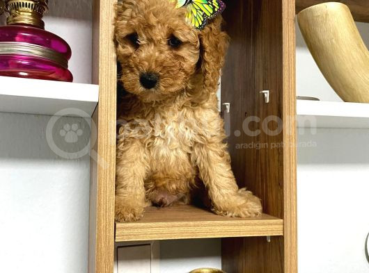 Kıvır Kıvır Orjinal Poodle Minişlerim görsel