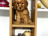 Orjinal poodle bebişlerim evde bakılan sağlıklı aşılı yavrul