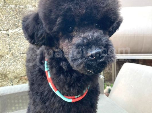 Uygun Fiyat A Kalite De 4_5 Aylık Silver Toy Poodle Erkek
