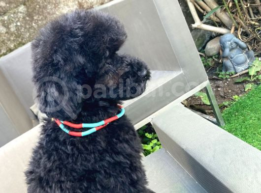 Uygun Fiyat A Kalite De 4_5 Aylık Silver Toy Poodle Erkek görsel