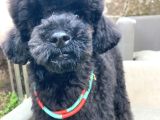 Uygun Fiyat A Kalite De 4_5 Aylık Silver Toy Poodle Erkek