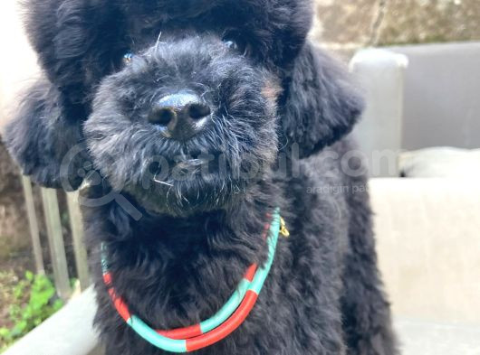 Uygun Fiyat A Kalite De 4_5 Aylık Silver Toy Poodle Erkek görsel