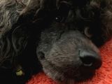 Uygun fiyat Mükemmel kalite 1yaş Silver Toy Poodle