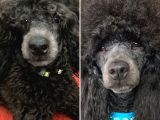 Uygun Fiyat Mükemmel Kalite 1Yaş Silver Toy Poodle