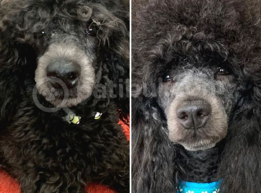 Uygun Fiyat Mükemmel Kalite 1Yaş Silver Toy Poodle görsel