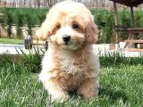 Toy poodle maltipoo