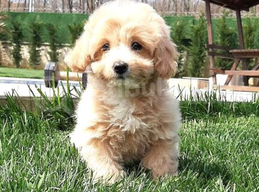 Toy Poodle Maltipoo