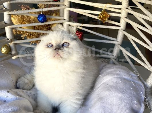 Ayı Surat Kaliteli Sağlıklı